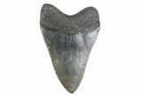 Serrated, Fossil Megalodon Tooth - North Carolina #378055-2
